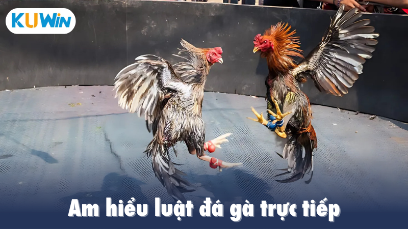 Am hiểu luật đá gà trực tiếp