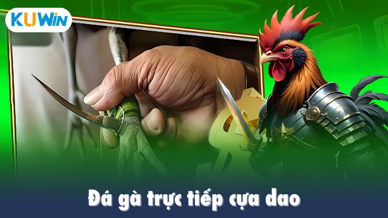 Đá gà trực tiếp cựa dao