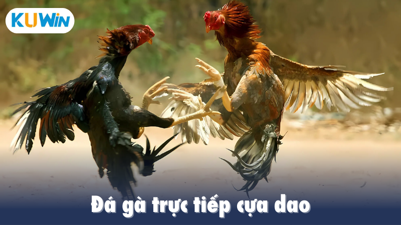 Đá gà đòn mang đến sự kịch tính cao