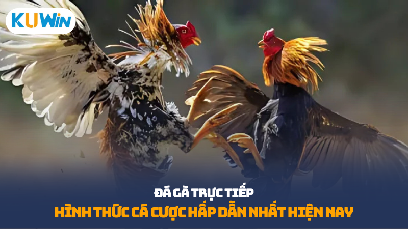 Đá gà trực tiếp