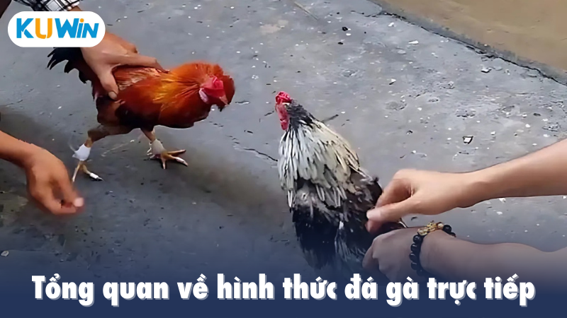 Tổng quan về hình thức đá gà trực tiếp