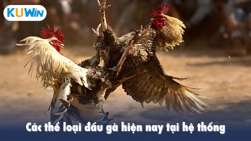 Các thể loại đấu gà hiện nay tại hệ thống