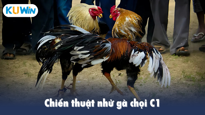 Chiến thuật nhử gà chọi C1