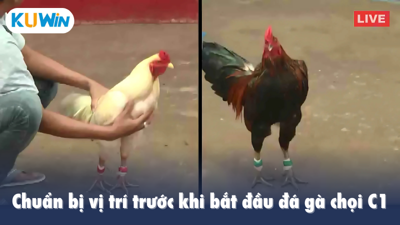 Chuẩn bị vị trí trước khi bắt đầu đá gà chọi C1