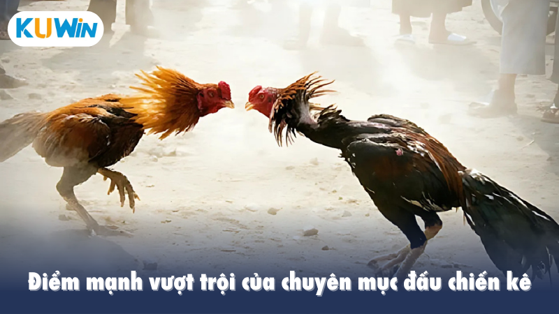 Điểm mạnh vượt trội của chuyên mục đấu chiến kê