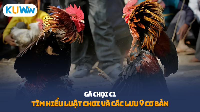 gà chọi C1