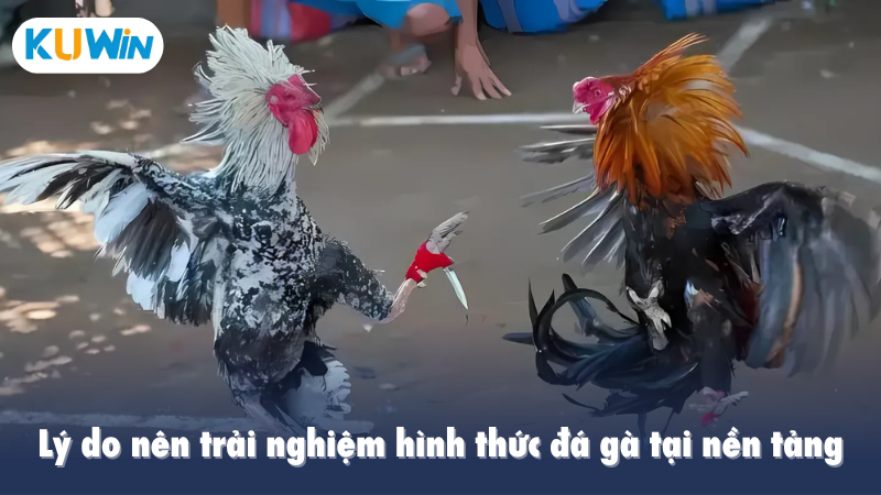 Lý do nên trải nghiệm hình thức đá gà tại nền tảng