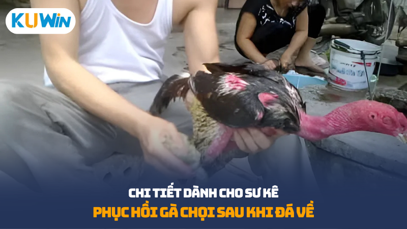 Phục hồi gà chọi sau khi đá về