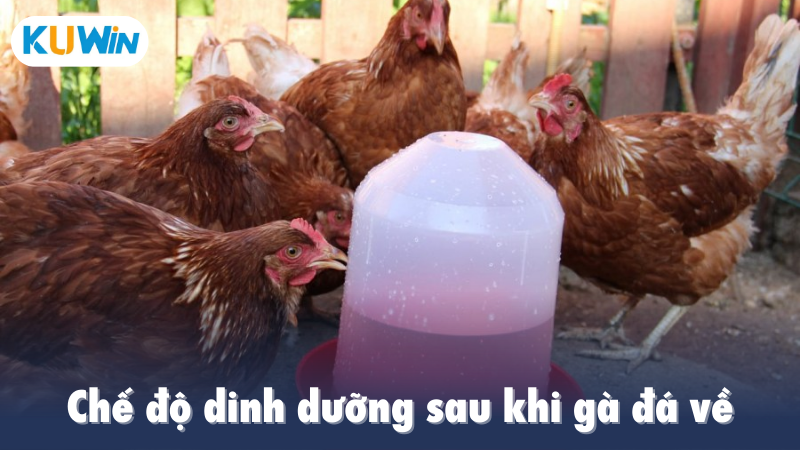 Chế độ dinh dưỡng sau khi gà đá về