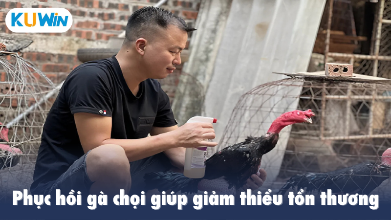 Phục hồi gà chọi giúp giảm thiểu tổn thương