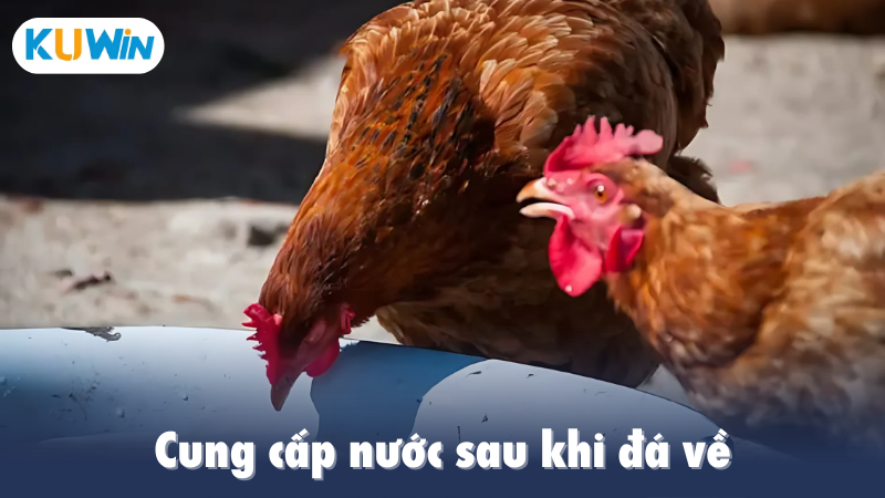 Cung cấp nước sau khi đá về