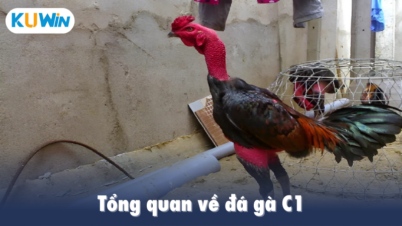 Tổng quan về đá gà C1